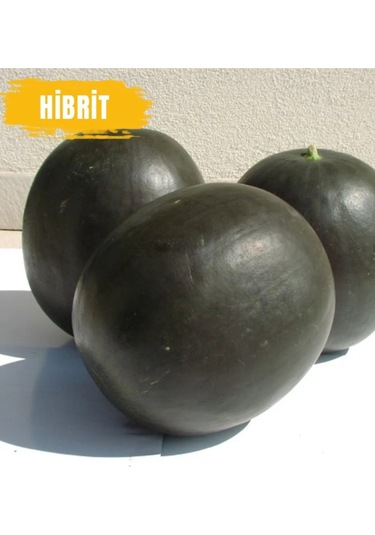 300 Adet Hibrit Karpuz Tohumu