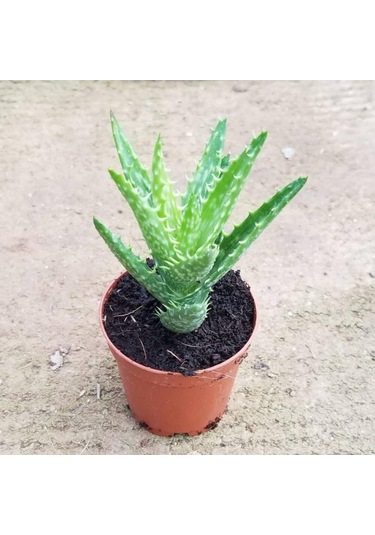 Minyatür Aloevera, 5.5 Cm Saksıda 1 Adet