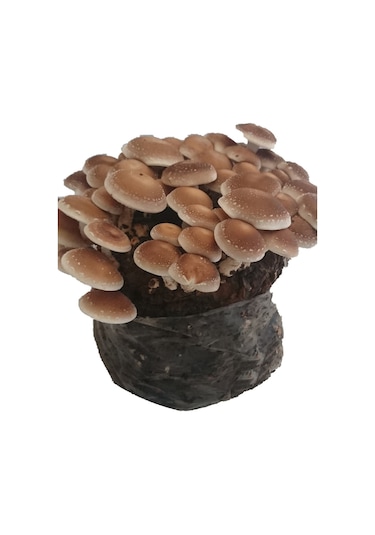 100 Gram Shiitake Mantar Tohumu Miseli