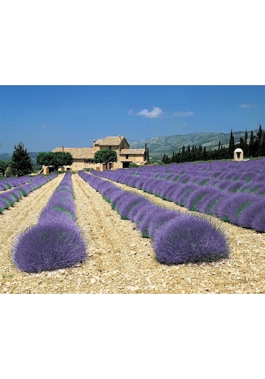 Ingiliz Lavanta Tohumu Lavandula Angustifolia