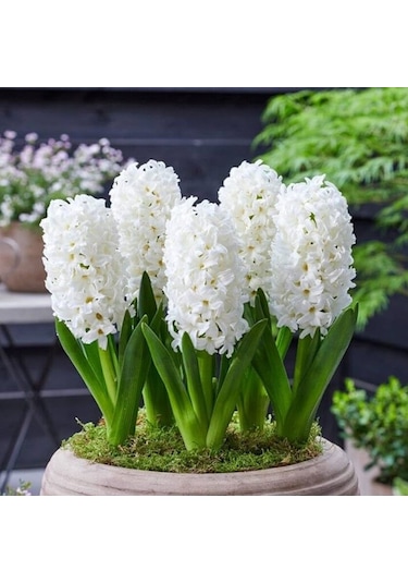 Yoğun Kokulu Beyaz White Pearl Sümbül Soğanı 3 Adet