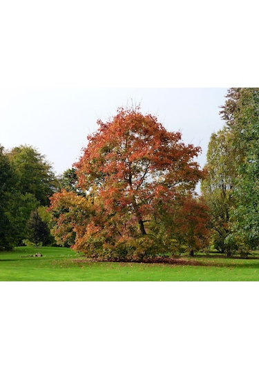Akçaağaç Fidanı - Acer Platanoides