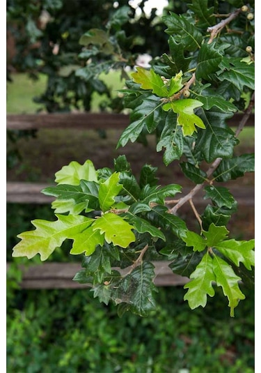 Meşe Palamut Fidanı 1 Adet 20 - 30 Cm Boylarında