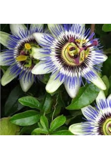 10 Adet Çarkıfelek Çiçeği Tohumu Passiflora Çiçeği Saksı Topraklı