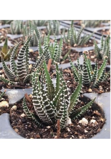 Haworthia Zebrina Yılanderisi Sukulent Bitki