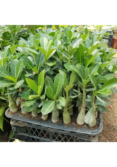 8 Adet Adenium Çöl Gülü Çiçeği Fidanı Pakedi mix Karışık 1375