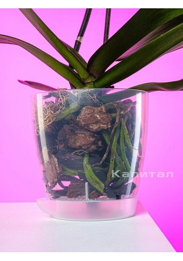 Al'ternativa Orkide Saksısı 1,5 L 3 Adet 165878344