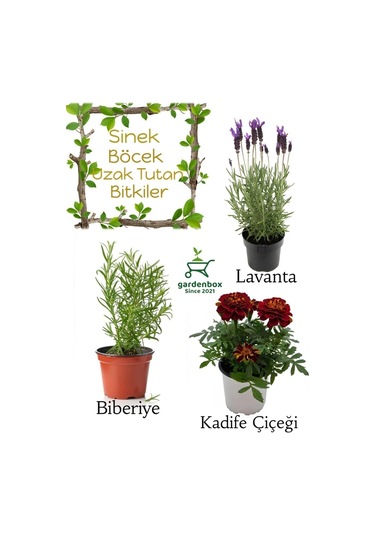 Sinek Böcek Kovucu Bitki Seti Lavanta+biberiye+çıtır Kadife Çiçeği 10-20cm Boylarında