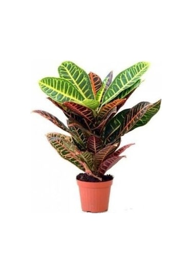 Saksı Çiçek Gübresi 1 KG Sıvı Organik Gübre (Sebze/Meyve Için)