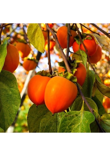 Çikolatalı Harbiye Hurma Fidanı 5 Adet Kakaolu