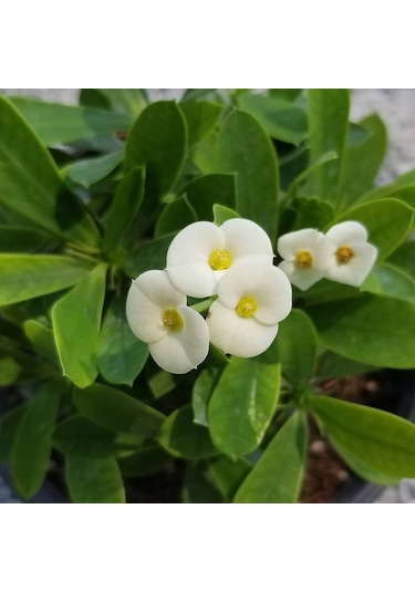 Beyaz Euphorbia Milii - Dikenler Tacı Küçük Saksıd