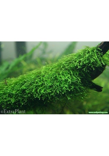 Dala Sarılı Java Moss Vesicularia Dubyana