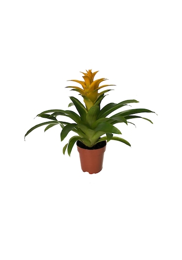 Guzmania Lingulata 'Yellow' (Guzmanya) Ø12 CM Y45-50 CM