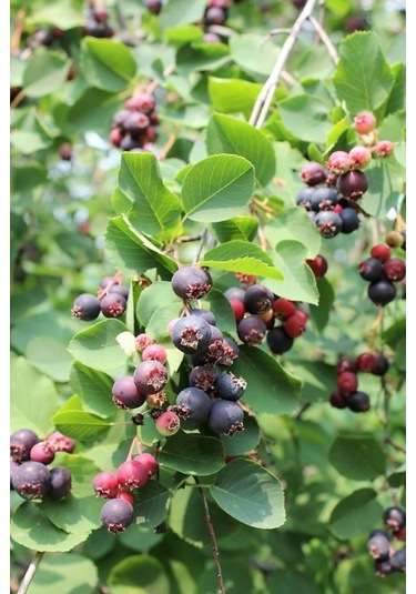Saskatoonberry Meyve Fidanı 1-2 Yaş Arası Saksılı 30-60 Cm Boy