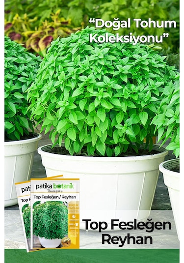 80 Adet Yerli Ata Top Fesleğen - Top Reyhan Ocimum Basilicum Tohumu