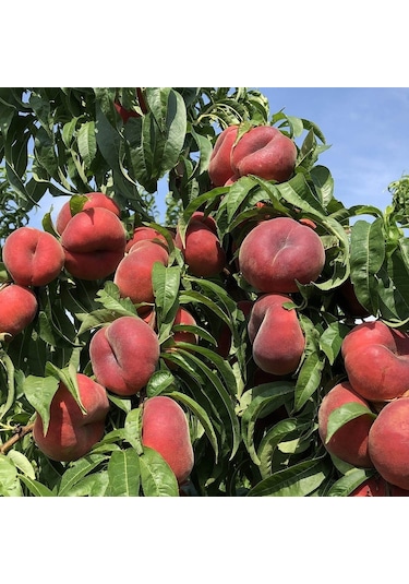 Tüplü Paraguaya Basık Yassı Domates Şeftali   Fidanı