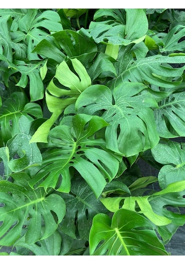 Deve Tabanı Monstera Deliciosa Ithal Orta Boy