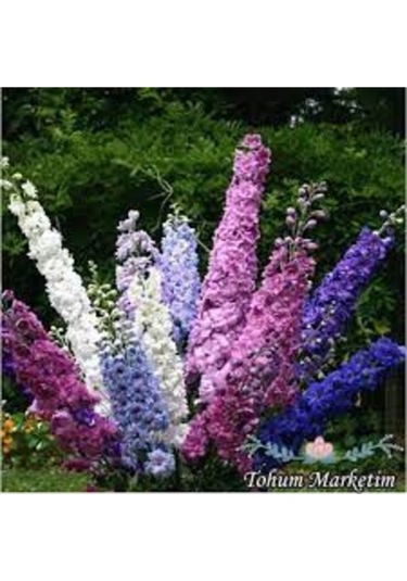 20 Adet Tohum Organik Hobi Bahçe Hazeran Çiçeği Tohumu Saksı Topraklı