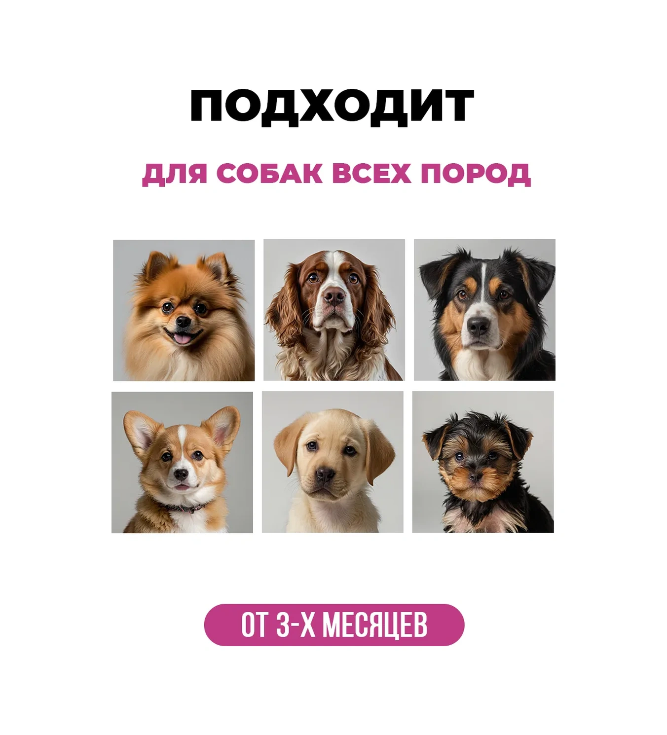 Spets Köpekler İçin Şampuan Seti, Bakım Kremi, Tüy Maskesi 395994187