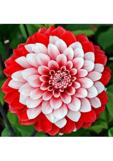 Kırmızı Beyaz Dahlia Yıldız Çiçek Soganı 2 Adet