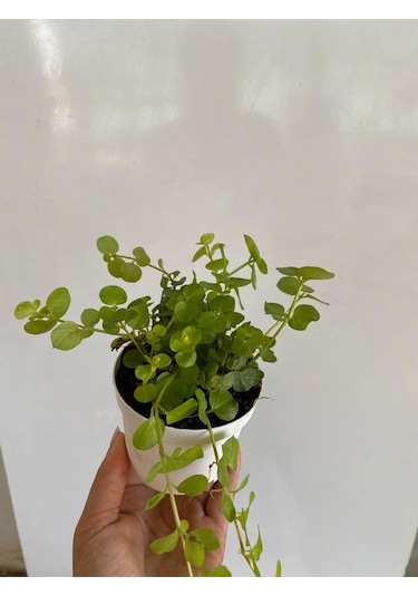 Sarı Kız Altın Kolye Çiçeği 1 Adet 8,5 Saksıda 10-15cm