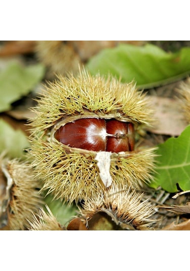 Tüplü Aşılı Soğuklara Dayanıklı Tahta Yüksek Verimli Kestane Fidanı