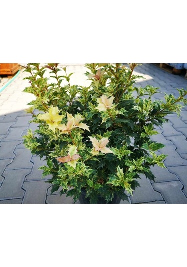 Alacalı Osmantus Ağacı Saksılı 1-2 Yaş Arası, Şifalı Ve Kokulu