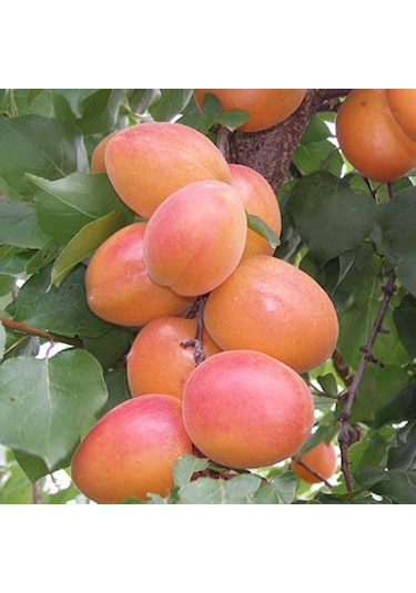 3 Yaş Tüplü Orange Ruby Kayısı Fidanı,boy 150-170 Cm