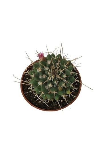 Çiçek Açan Kaktüs 8,5 Cm'lik Saksıda