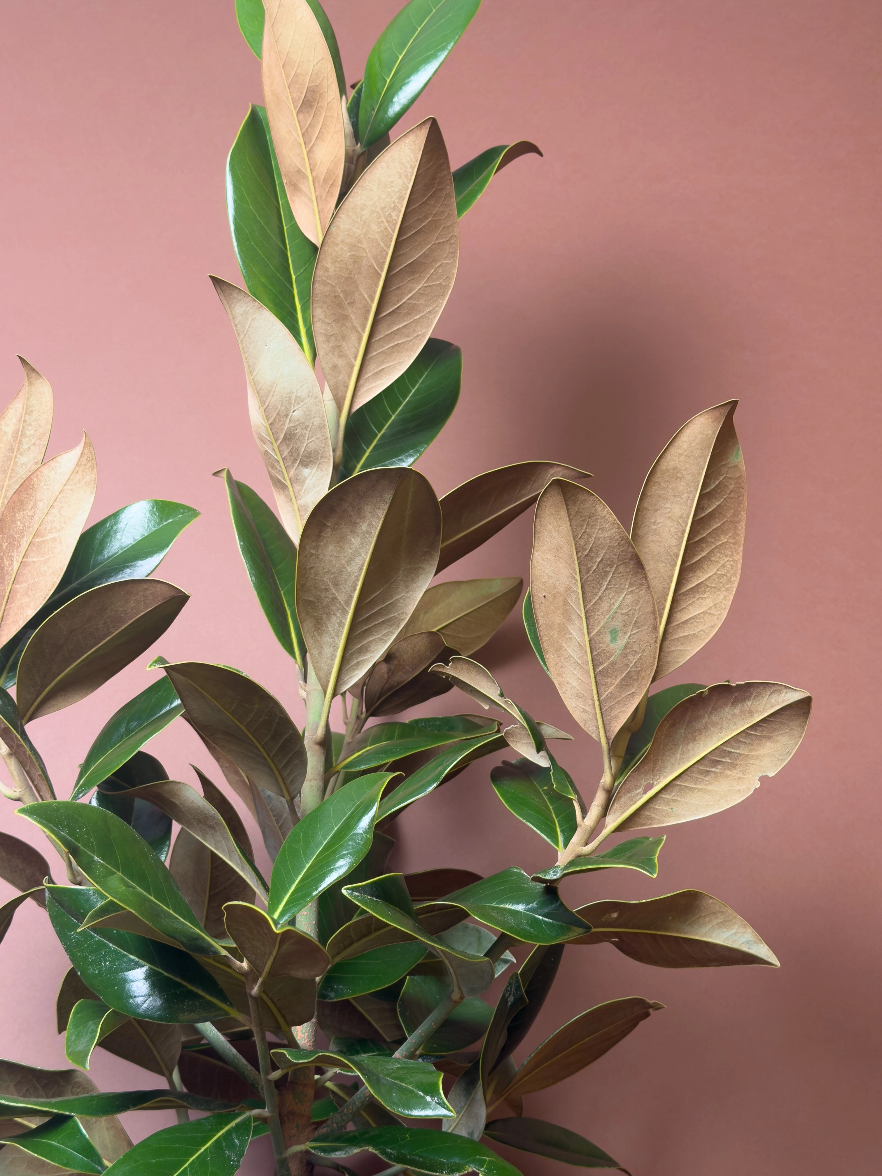 Manolya Magnolia Grandiflora 100 Cm Parlak Yapraklı Form
