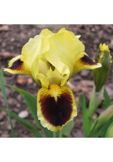 2 Adet Sarı-Kahve Iris (Süsen) Çiçeği Soğanı - ADAFDN0229
