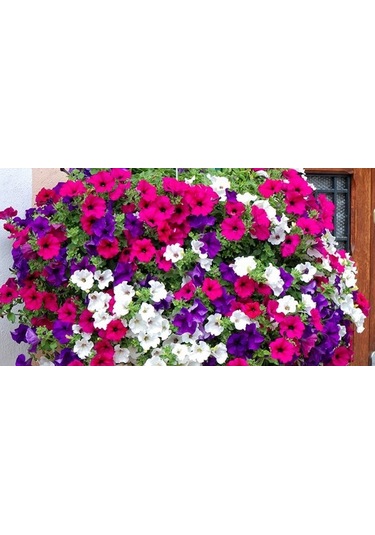 Petunya Çiçeği Tohumu 20 Tohum Çiçek Tohumu + Tohum