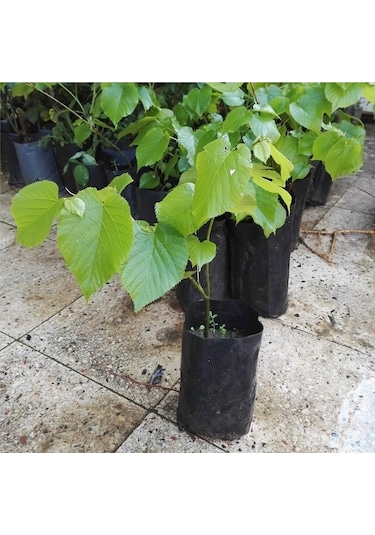 Ihlamur Ağacı Fidanı, Tüplü Her Mevsim Dikiebilr. 40-50 cm. Siyah