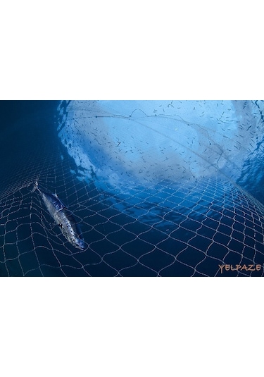 Yelpaze VBA 0,28 Mm Kalınlık 100 Göz Misina Balık Ağı