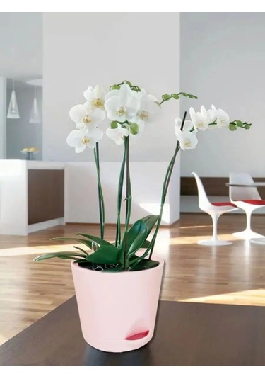 Interm Kaktüsler, Menekşeler Ve Sukulentler İçin Saksı, Otomatik Sulama Sistemi 133195521