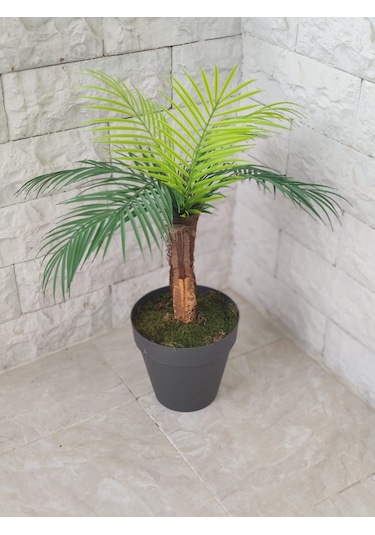 Tek Gövde Lüks Palmiye Sıkas Ağacı Kabuklu 80 Cm