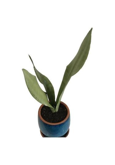 Dekoratif Toprak Saksıda Sansevieria Moonlight Sanseverya