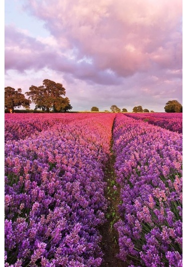 5 Adet Lavanta Çiçeği Fidanı Lavandula Officinalis Fidanı 30-40 Cm