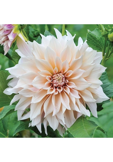 Dev Çiçekli Cafe Au Lait Dahlia Yıldız Çiçeği Soğanı Yumrusu 1 Adet