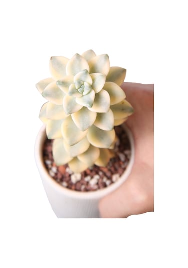 Echeveria Apricoat Beauty - Sukulent Haangarden