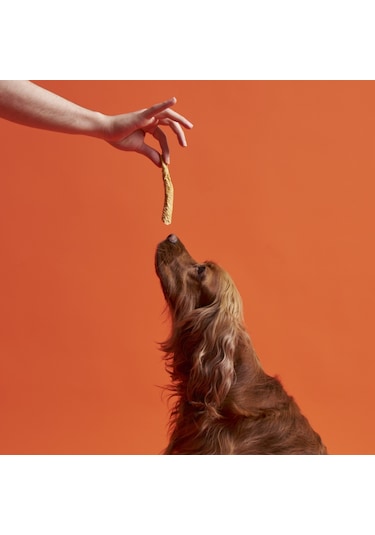 Kito Dana Kamış Yetişkin Köpek Ödül Maması 100 G