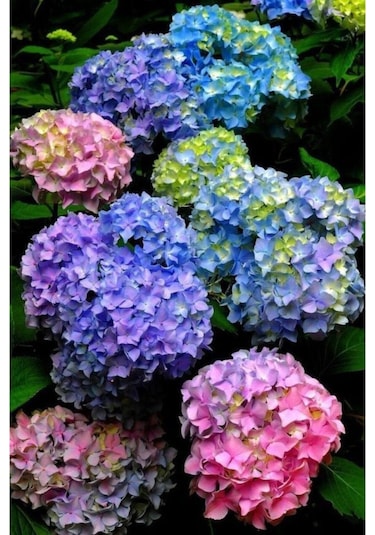 15 Adet Karışık Renkli Özel Ortanca Çiçeği Tohumu