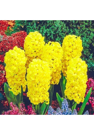 Yoğun Kokulu Gipsy Princess Sarı Sümbül Soğanı 3 Det