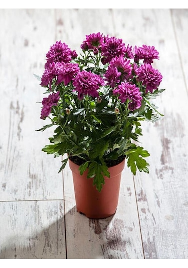 Teras Bitkisi Mor Renk Kasımpatı Çiçeği 1 Adet Saksılı 10-25 Cm