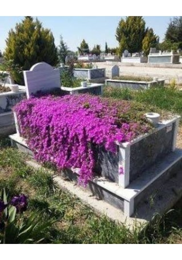 100 Adet Tohum Nadir Organik Astrix Astiriks Astriks Mezar Çiçeği