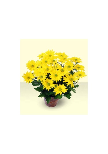 Sarı Kasımpatı Saksılı Krizantem Chrysanthemum