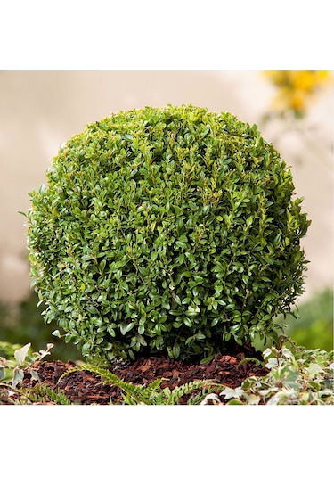 Fidan & Peyzaj - Şimşir (2 Yaş / Buxus sempervirens)