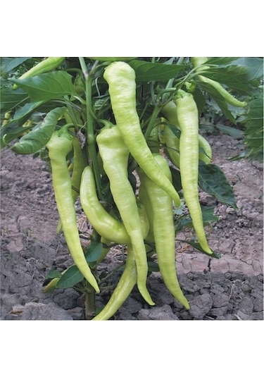 Yerli Çarliston Biber Tohumu 10 GR Ort 1200 Ad N112863