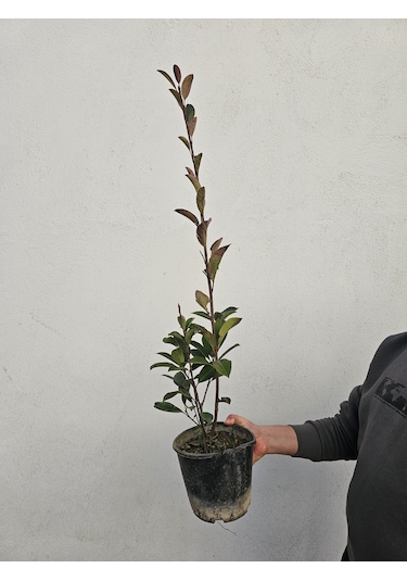 Tüplü Alev Çalısı Fidanı Alev Ağacı Çit Bitkisi