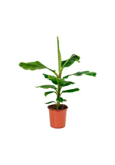 Saksıda Muz Fidanı 1 Adet 70-100 Cm